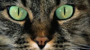 yeux-chats